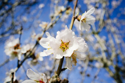 Low angle view of white flowers on branch 