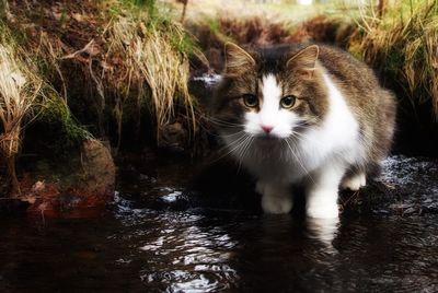 Cat in water