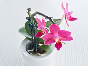 Close-up of pink potted plant