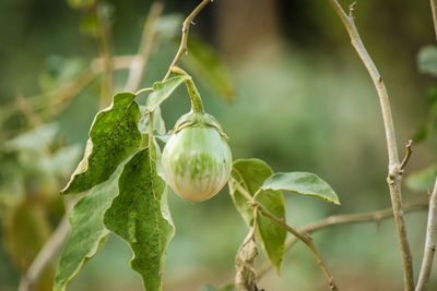 Close-up of eggplant growing on tree