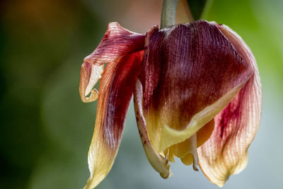 Close-up of flower blooming outdoors