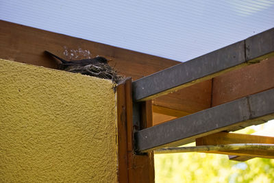 Low angle view of bird on wooden wall