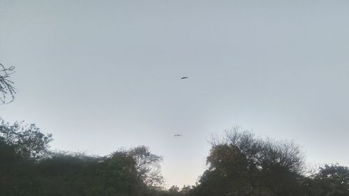 Low angle view of silhouette trees against sky