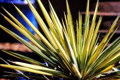 Close-up of plants at night