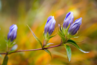 Close-up of purple flowering plant