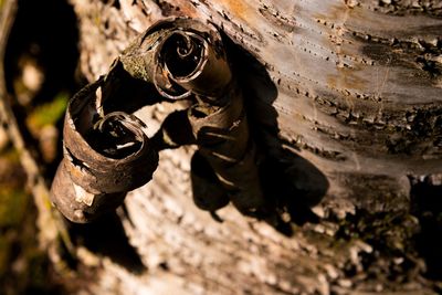 Close-up of tree bark peeling off