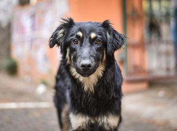 Portrait of black dog on footpath