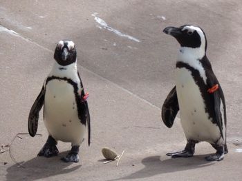 High angle view of two african penguins