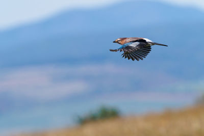 Low angle view of eagle flying in sky