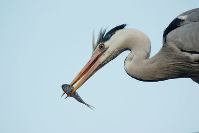 Side view of gray heron with fish in beak against sky