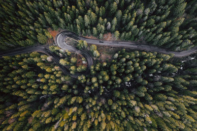 High angle view of road amidst trees in forest