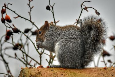 Close-up of squirrel eating outdoors