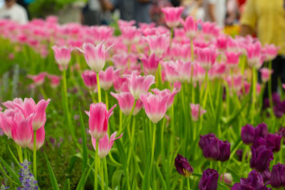 Close-up of pink flowering plants