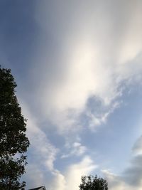 Low angle view of tree against sky