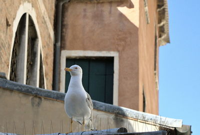 Low angle view of seagull perching on wood against building