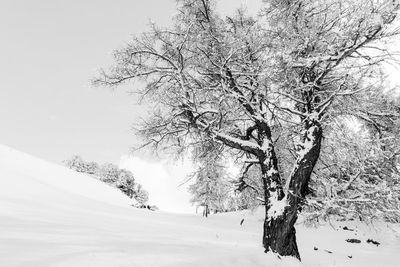 Trees on snow covered landscape against sky