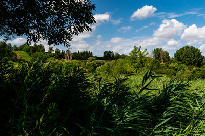 Plants growing on field against sky