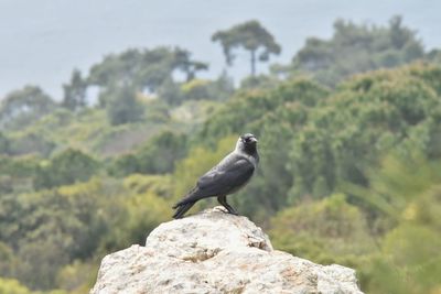 Bird perching on rock