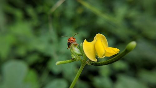 Close-up of insect on yellow flower