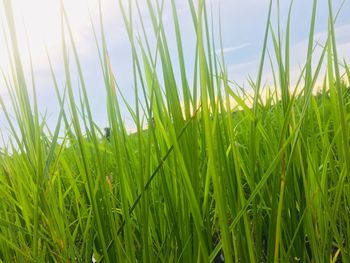 Close-up of fresh green field against clear sky