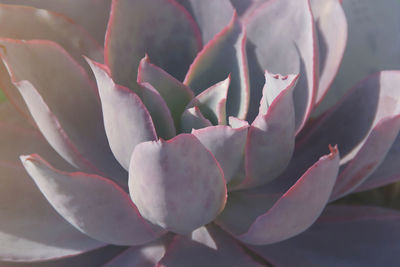 Close-up of pink succulent plant