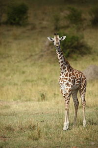 Giraffe standing on field