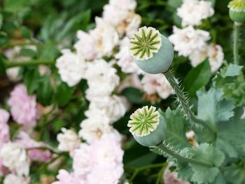 Close-up of flowers blooming outdoors