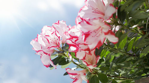 Close-up of pink cherry blossom