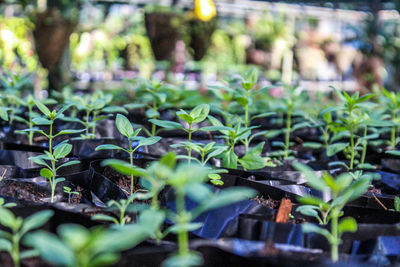 Close-up of plants in greenhouse