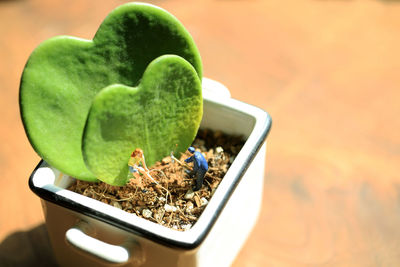 Potted plant with the love