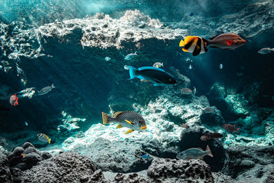 Fish swimming in aquarium