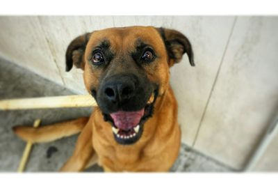 Close-up portrait of dog