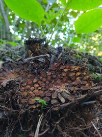 Close-up of dry leaves on wood in forest