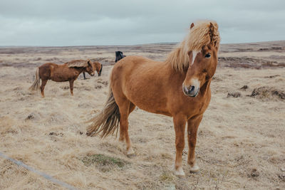 Horses standing in a field