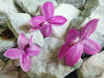 Close-up of pink orchid blooming outdoors