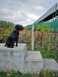 View of a dog sitting against plants