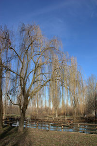 Bare trees on landscape against blue sky