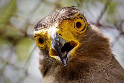 Close-up of black kites head