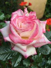 Close-up of pink rose