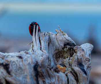 Driftwood on sand and pebble beach low level close up view with red ladybird beetle in foreground