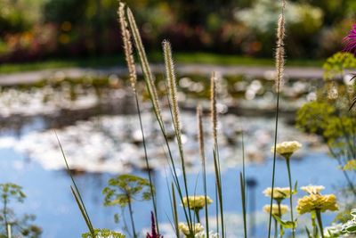 Close-up of flowering plants against lake