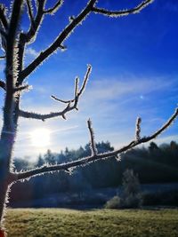Close-up of plant on field against sky