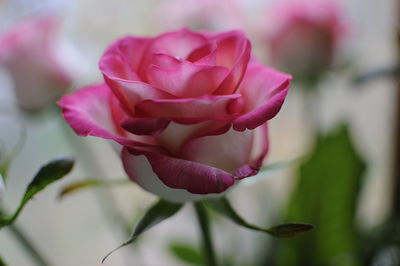 Close-up of pink rose