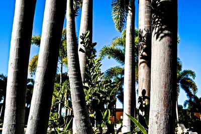 Low angle view of palm trees against clear blue sky