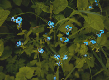 Close-up of flowers on plant