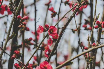 Close-up of red berries on tree