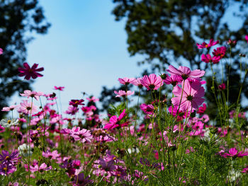 Close-up of pink flowers growing against clear blue sky in park