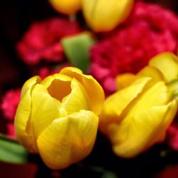 Close-up of yellow flowers