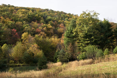 Trees growing in forest against sky