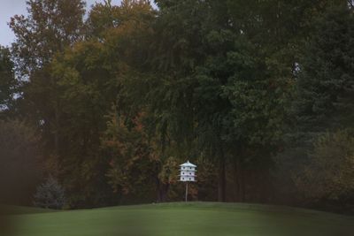 Trees in park